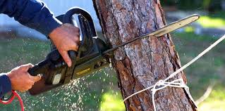 Best Arborist Consultation Services  in Roebling, NJ