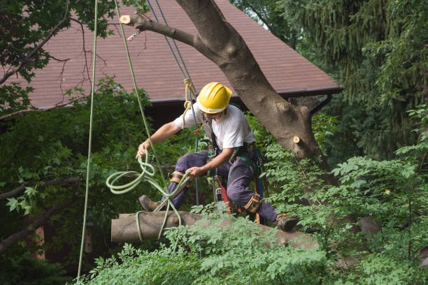 Best Tree Risk Assessment  in Roebling, NJ